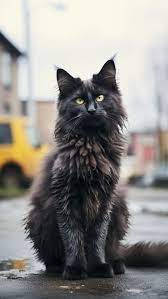black maine cat breed a closer