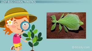 leaf bug facts lesson for kids