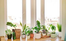 Indoor Plant Light Guide For Houseplant