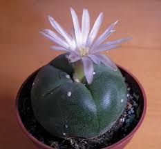But how do you prepare the cactus for consumption? Mescaline Definition Effects Facts Britannica
