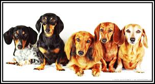 We have been professional dachshund breeders for nearly 10 years. Dachshund Rescue Of Utah Home Facebook