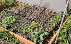Beginning Vegetable Garden Basics Site