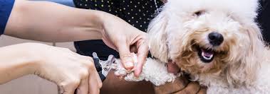 how to properly trim your dog s nails
