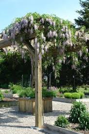 Wisteria blue moon inflorescences look lusher and richer. Pin On Flower Garden
