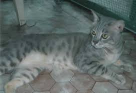 The australian mist cat is a cat with its roots firmly entrenched in australia. Australian Mist Cat Pictures