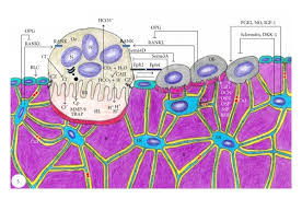 biology of bone tissue structure