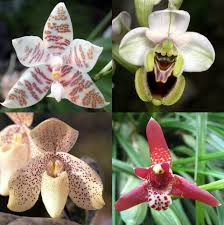 Orchidaceae - Wikipedia