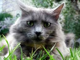 The nebelung cat is an american breed created by a woman named cora cobb. Nebelung Cat Breed Size Appearance Personality
