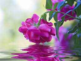 I'd love to see what you come up with! Purple Water Reflection Rose Beautiful Flowers Images Free Downloads 2048x1535 Download Hd Wallpaper Wallpapertip