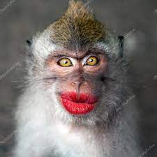 funny monkey with a red lips stock