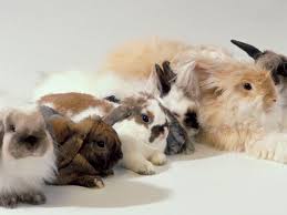 An Overview Of Rabbit Fur Colors And Patterns