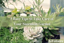 Succulent Garden Foliaire Inc