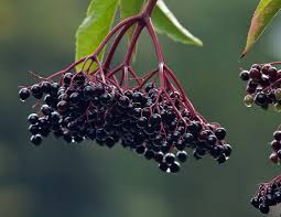 elderberry benefits that will your