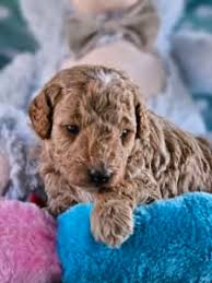 toy poodle in sydney region nsw pets