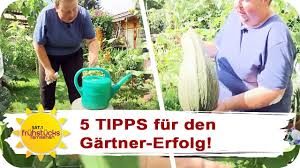 Share your videos with friends, family, and the world Phanomenal Xxl Gemuse Im Heimischen Garten Sat 1 Fruhstucksfernsehen Youtube