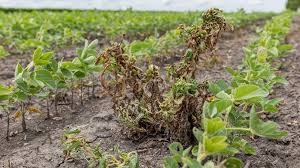 The Challenges to Effective Weed Management - CropLife