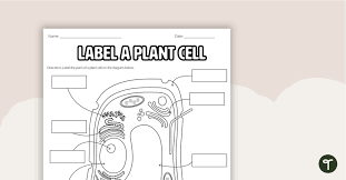 plant cell diagram labelling