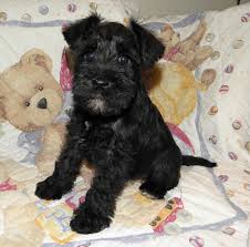 miniature schnauzer puppies and great