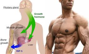 growth hormone injections benefits