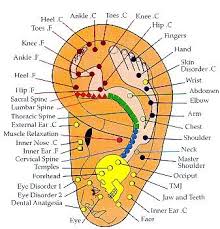 Chinese Ear Chart Acupuncture Reflexology Acupressure Chart