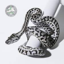 axanthic carpet python traits