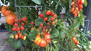 3 tomato varieties on one plant