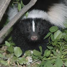 get rid of skunks from your garden