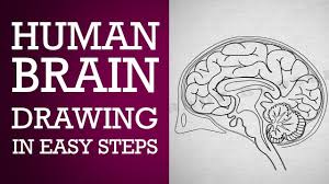 How To Draw Human Brain Step By Step Control Coordination Ncert Class 10 Cbse Biology Science