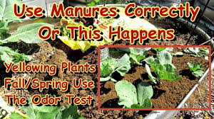 manures can be harmful when not fully