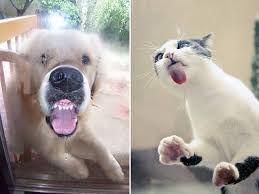 Much Too Cute Animals Licking Windows