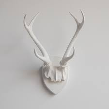 deer antler mount white antlers and