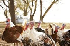 can-turkeys-live-with-chickens