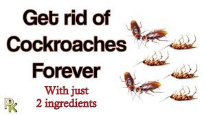 how to get rid of roaches in your