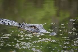 The Legend of Sewer Alligators