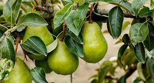 Seasonal Guide To Fruit Tree Maintenance