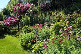 low maintenance bushes and shrubs