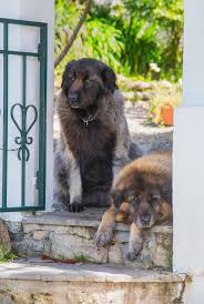 15 best guard dog breeds to protect you