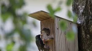 un nichoir en bois pour les oiseaux