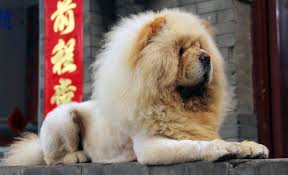 List of all purebreds and cross breed dogs in alphabetical order. 8 Chinese Dog Breeds Canine Companions From The Far East