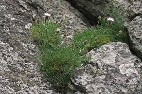 Centaurea filiformis, flora di Sardegna