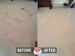 best carpet cleaning st george ut