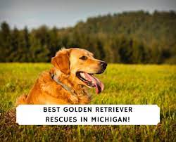 We adopt dogs to families located in michigan, illinois, indiana, ohio, and wisconsin. 5 Best Golden Retriever Rescues In Michigan 2021 We Love Doodles