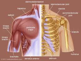 The number of bones in the arm and wrist are equal in males and females as shown in diagram here. Shoulder Anatomy Medical Art Library Shoulder Anatomy Neck And Shoulder Muscles Shoulder Muscle Anatomy