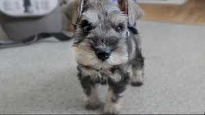 The akc calls all schnauzers in the mini size and under miniature schnauzer. there is no akc standard for toy or teacup size, this is all breeder opinion. the mini schnauzer standard is over 12 in and under 14 in. Cute Mini Schnauzer Puppy Comes Home Chumpiethedog Youtube