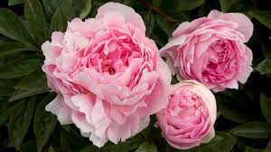 There are nine different types of pronoun. How To Grow Peonies Sunset Magazine