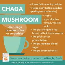 chaga mushroom immune builder
