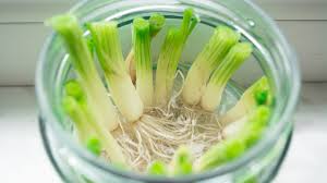 keep scallions fresh