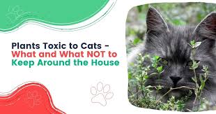 Plants Toxic To Cats What And What