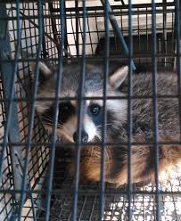 If you see them in your neighborhood if components of your central air conditioning system are in the attic, have them checked before you power up this spring. 10 Signs To Look For To Know If You Have Raccoons Living In Your Attic Wildlife Company Llc