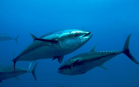 Перевод слова tuna, американское и британское произношение, транскрипция, словосочетания, однокоренные слова, примеры использования. Atlantic Bluefin Tuna